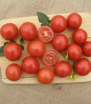 Семена томата Бейбино F1, п.е. 1 тыс. семян (Semo)