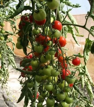 Семена томата Бейбино F1, п.е. 1 тыс. семян (Semo)