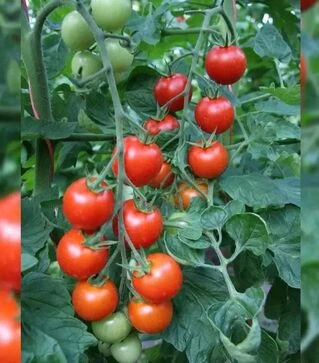 Семена томата Бейбино F1, п.е. 1 тыс. семян (Semo)