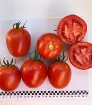 Насіння томату Енігма F1, п.о. 1 тис. насінин (Spark Seeds)