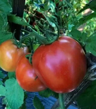 Насіння томату Енігма F1, п.о. 1 тис. насінин (Spark Seeds)