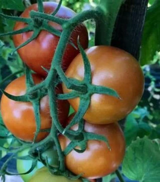 Насіння томату Енігма F1, п.о. 1 тис. насінин (Spark Seeds)