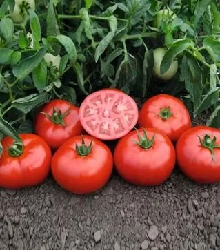 Насіння томату Томськ F1, п.о. 1 тис. насінин (Bejo)