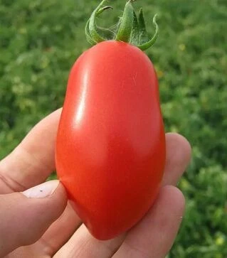 Насіння томату Тален F1, п.о. 1 тис. насінин (Esasem)