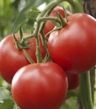 Семена томата Зодиак F1, п.е. 1 тыс. семян (United Genetics)