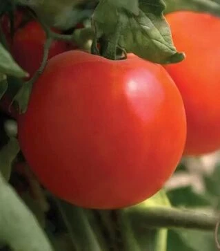 Насіння томату Джампакт F1, п.о. 1 тис. насінин (Sakata)