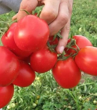 Семена томата Апгрейд F1, п.е. 10 тыс. семян (Esasem)