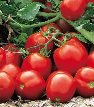 Семена томата Апгрейд F1, п.е. 10 тыс. семян (Esasem)