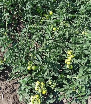 Семена томата Апгрейд F1, п.е. 10 тыс. семян (Esasem)