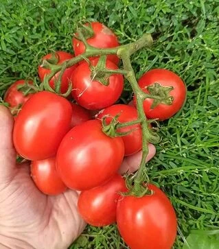 Семена томата Квикфайер F1, п.е. 10 тыс. семян (Esasem)