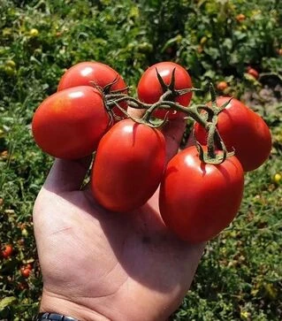 Насіння томату Керо F1, п.о. 10 тис. насінин (Esasem)