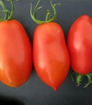 Насіння томату Тален F1, п.о. 10 тис. насінин (Esasem)