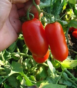 Насіння томату Тален F1, п.о. 10 тис. насінин (Esasem)