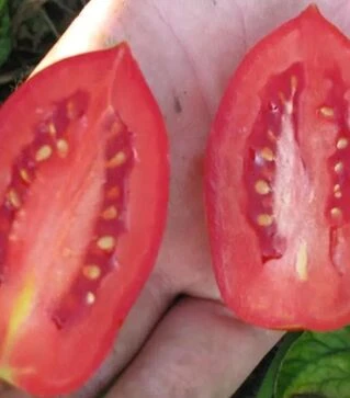 Насіння томату Тален F1, п.о. 10 тис. насінин (Esasem)