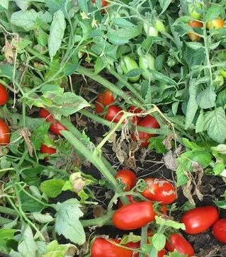 Насіння томату Тален F1, п.о. 10 тис. насінин (Esasem)