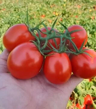 Насіння томату Руфус F1, п.о. 10 тис. насінин (Esasem)