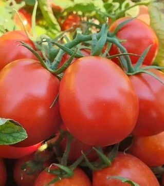 Насіння томату Руфус F1, п.о. 10 тис. насінин (Esasem)