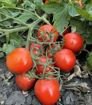 Насіння томату Руфус F1, п.о. 10 тис. насінин (Esasem)