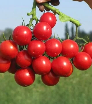 Насіння томату Руфус F1, п.о. 10 тис. насінин (Esasem)