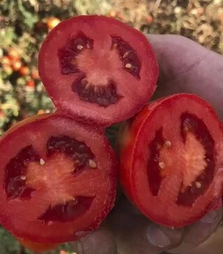 Семена томата 2123 F1, п.е. 100 тыс. семян (Heinz)