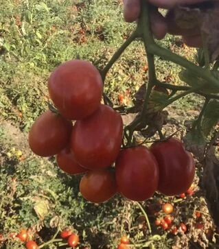 Семена томата 2123 F1, п.е. 100 тыс. семян (Heinz)