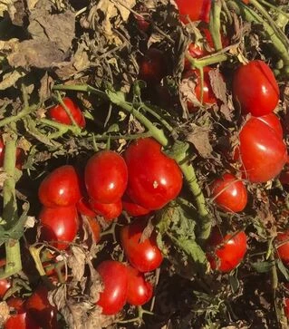 Семена томата 2123 F1, п.е. 100 тыс. семян (Heinz)