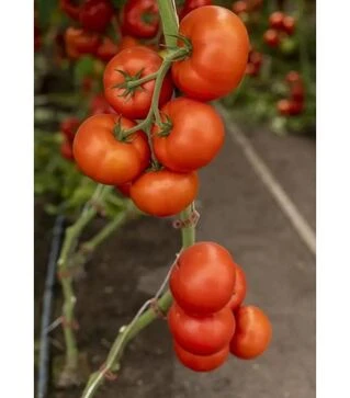 Насіння томату Анненфельд F1, п.о. 100 насінин (Rijk Zwaan)