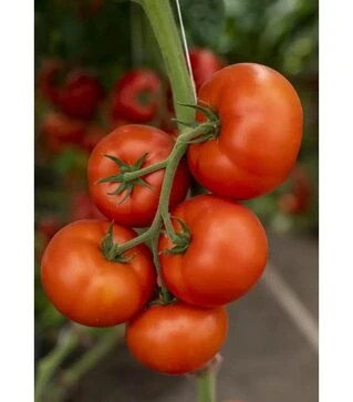 Насіння томату Анненфельд F1, п.о. 100 насінин (Rijk Zwaan)