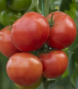 Насіння томату Анненфельд F1, п.о. 100 насінин (Rijk Zwaan)