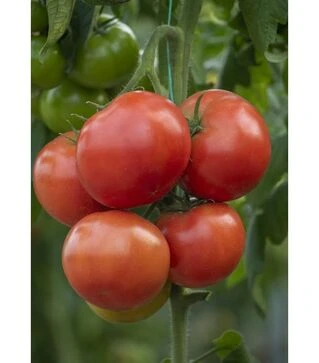 Насіння томату Анненфельд F1, п.о. 100 насінин (Rijk Zwaan)