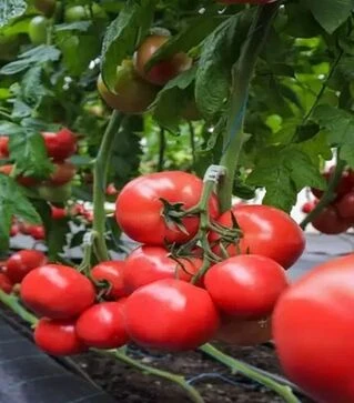 Насіння томату Наргиза F1, п.о. 100 насінин (Rijk Zwaan)