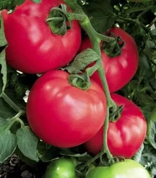 Семена томата ОП-1 F1, п.е. 100 семян (Hazera)