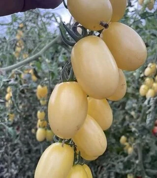 Семена томата Смарт F1, п.е. 100 семян (Spark Seeds)