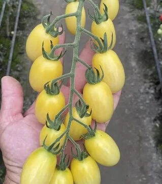 Семена томата Смарт F1, п.е. 100 семян (Spark Seeds)