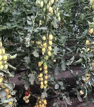 Семена томата Смарт F1, п.е. 100 семян (Spark Seeds)