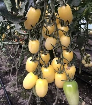 Семена томата Смарт F1, п.е. 100 семян (Spark Seeds)