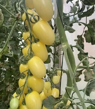 Семена томата Смарт F1, п.е. 100 семян (Spark Seeds)