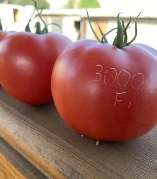 Насіння томату TL 30002 F1, п.о. 100 насінин (Esasem)