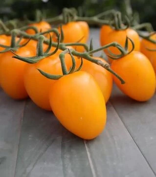 Насіння томату ES 51117 F1, п.о. 100 насінин (Ergon)