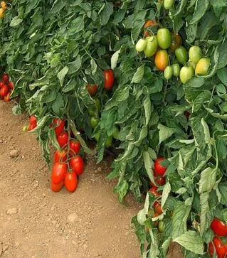 Насіння томату Океано F1, п.о. 100 насінин (Sakata)