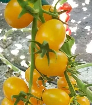 Насіння томату ES 5005-821 F1, п.о. 100 насінин (Ergon)