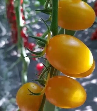 Насіння томату ES 5005-821 F1, п.о. 100 насінин (Ergon)