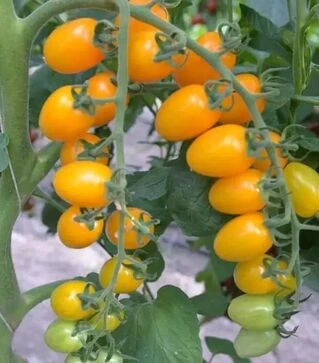 Насіння томату ES 5005-821 F1, п.о. 100 насінин (Ergon)