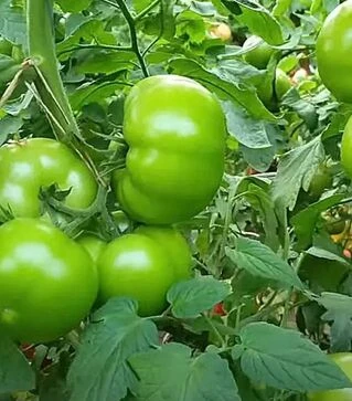 Насіння томату Хает F1, п.о. 100 насінин (Sakata)