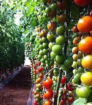 Семена томата Марголь F1, п.е. 100 семян (Yuksel Tohum)