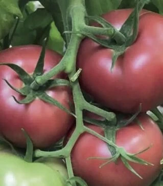 Семена томата TL 18304 F1, п.е. 100 семян (Esasem)