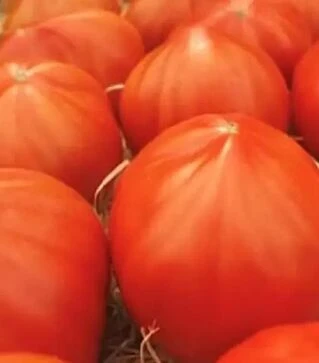 Семена томата Массон F1, п.е. 250 семян (Clause)