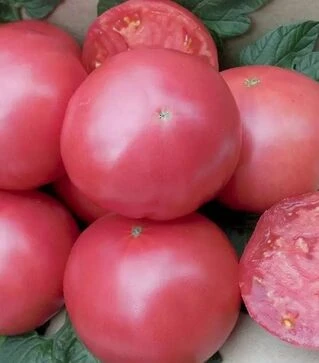 Насіння томату Сім-Сім F1, п.о. 250 насінин (Libra Seeds)