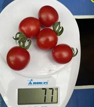 Насіння томату Денвер F1, п.о. 250 насінин (Spark Seeds)