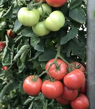 Насіння томату Еспада F1, п.о. 250 насінин (Cora Seeds)